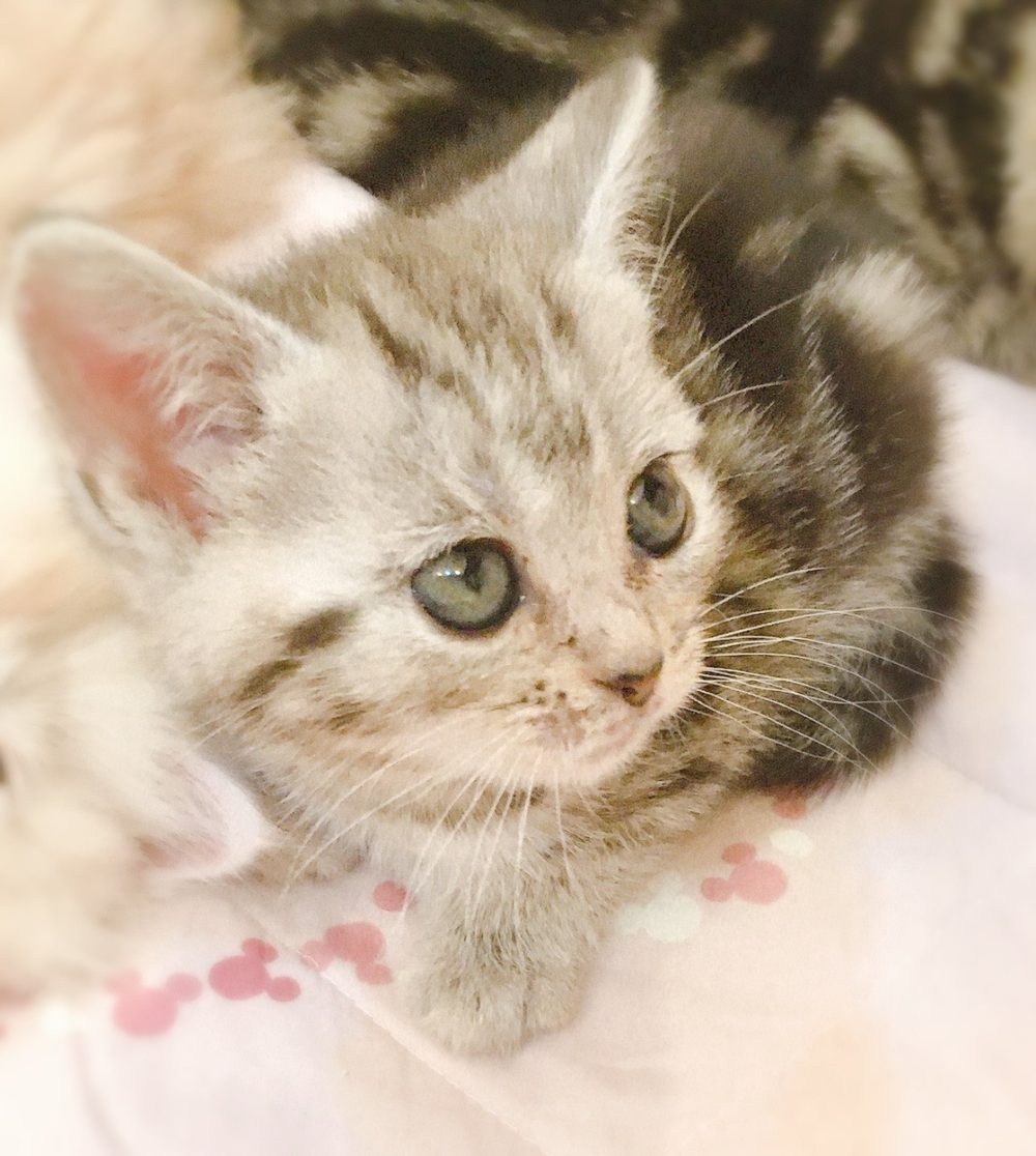 アメリカンショートヘア：猫の品種プロフィール、特徴、飼い方