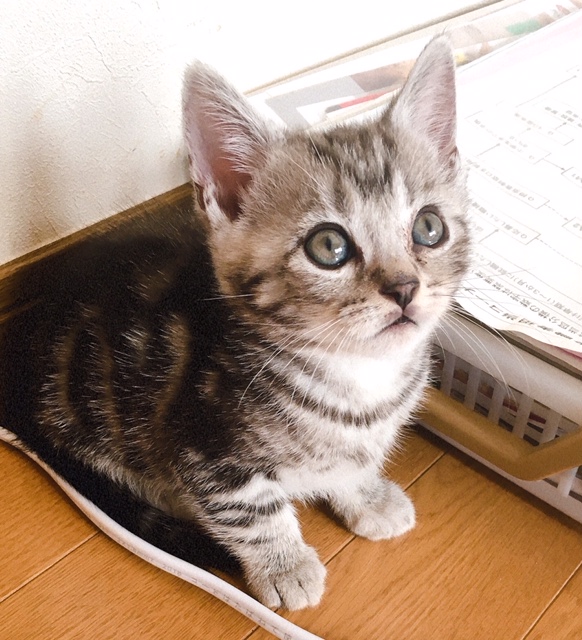 品種 アメリカンショートヘア 子猫のお店 アンジュ