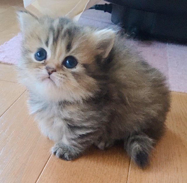 品種 マンチカン 短足 ロングヘア 子猫のお店 アンジュ